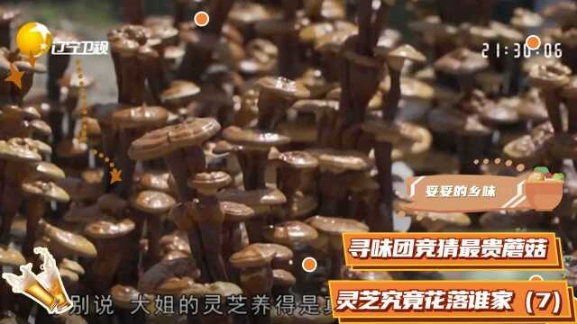 妥妥的乡味:寻味团竞猜最贵蘑菇,灵芝究竟花落谁家?