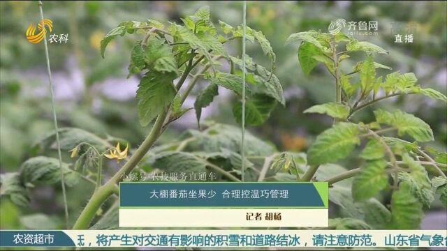 聊城莘县河店镇:大棚番茄坐果少,合理控温巧管理