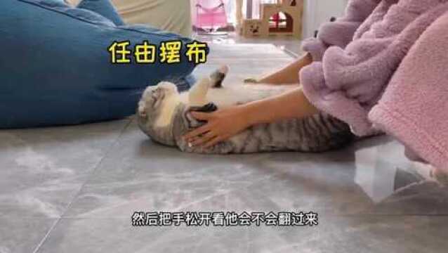 猫咪信任度测试,把猫四脚朝天翻过来,它会怎样呢?