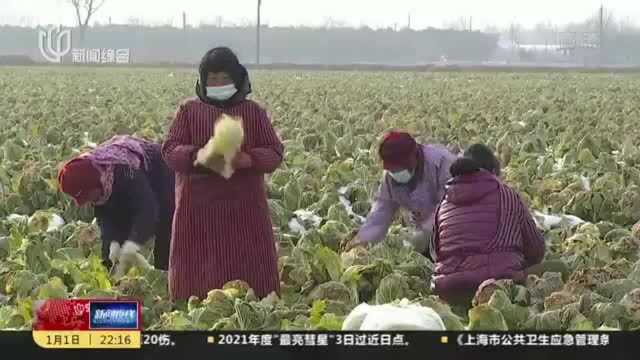 陕西兴平:加紧蔬菜上市 丰富市民“菜篮子”