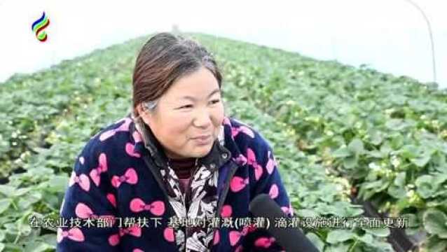 农技专家“传经送宝”,草莓映红致富路