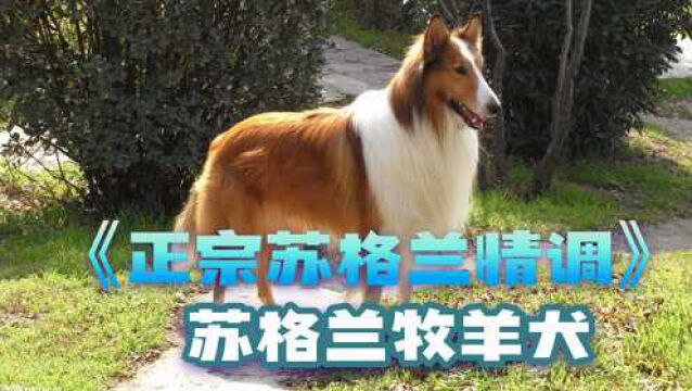 正宗苏格兰情调—苏格兰牧羊犬