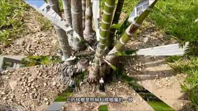 细数校园里的那些植物05 三药槟榔