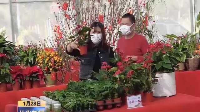 2022年1月28日 “云端”绽芳华 线上花市带动年花“引流上线”