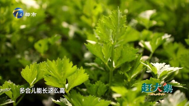 “法国皇后”类芹菜,听名字也是芹菜界的天花板!