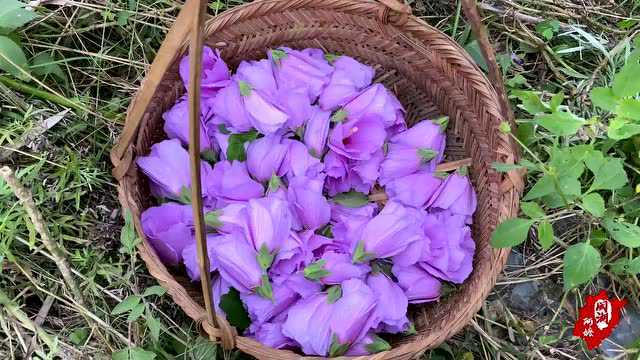 木槿花、金银花和黄花菜盛开,阿嬷做一桌花宴,四道花菜真美真香