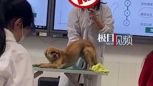 【视频】狗狗配合老师上宠物诊疗课走红,学生:它叫“黄学姐”,来学校比我们早