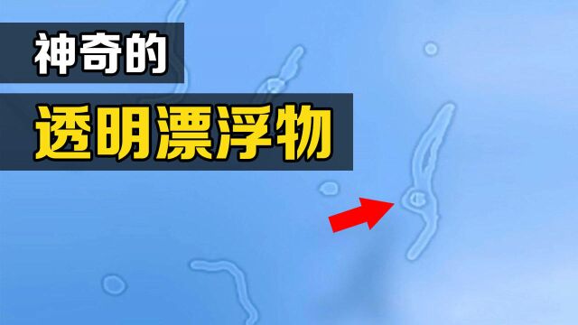 发呆时看到的“透明小虫”是什么?为什么它的肚子有时会发光?