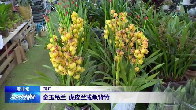 【看市场】花卉市场消费升温 品种选购有技巧