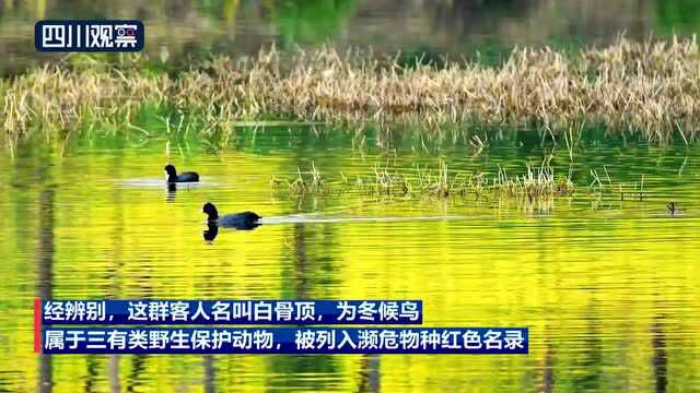 “潜水高手”首次现身彭山 看看它是谁?