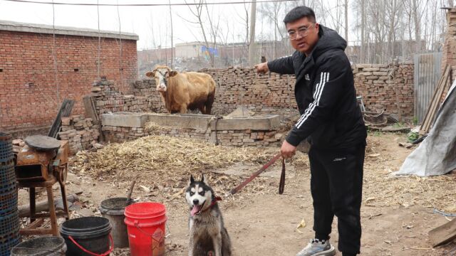 小吉领二哈遛弯,谁知它竟跑进人家牛圈捣乱,结果被小吉一顿教训