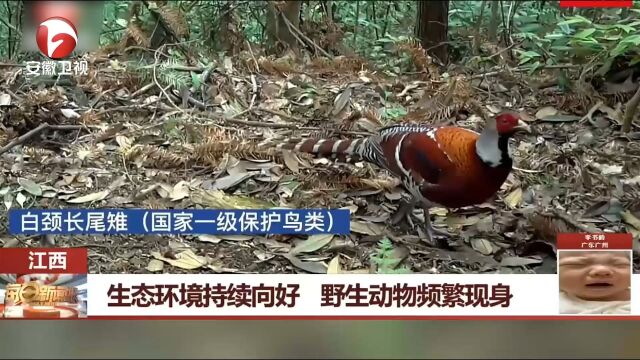 江西:生态环境保护太好,野生动物频繁现身