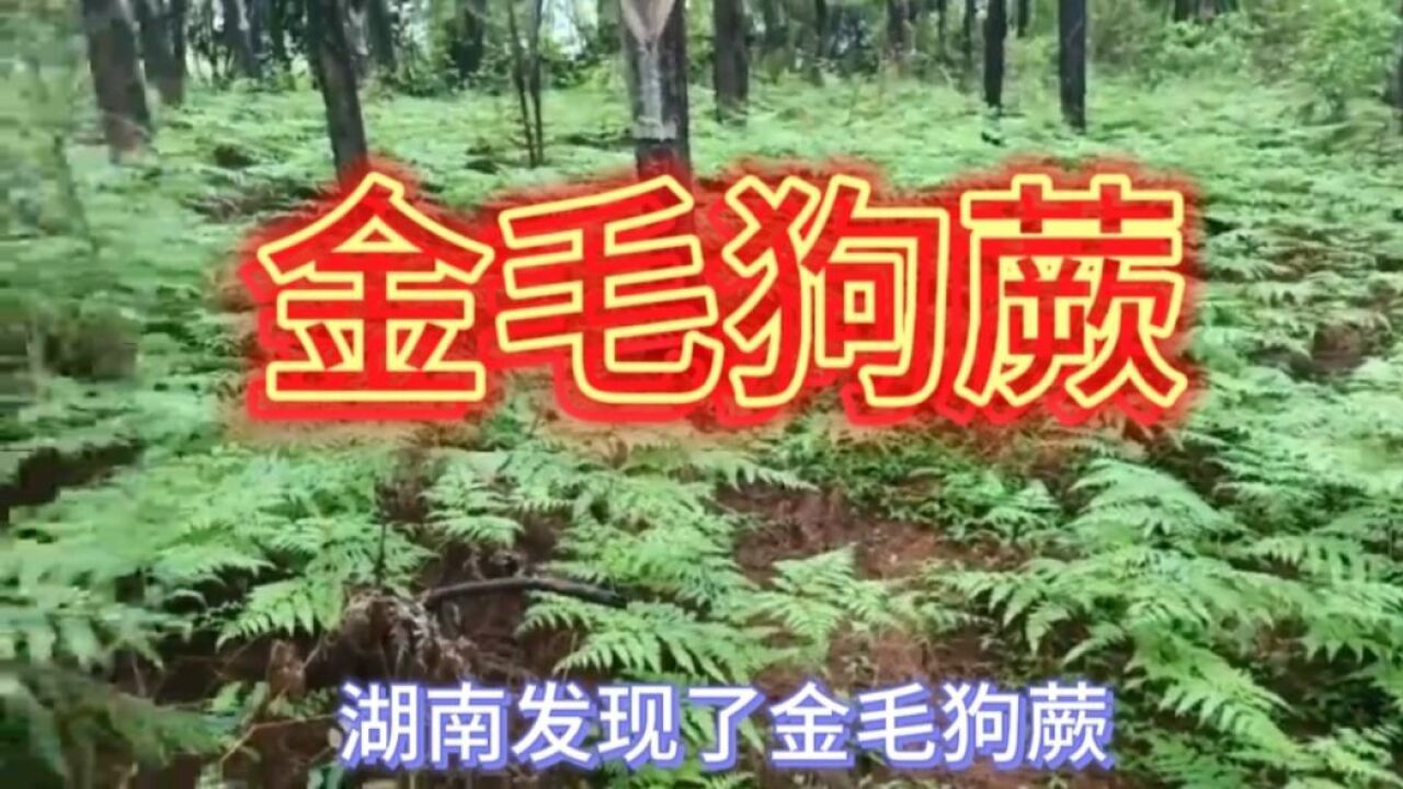 湖南发现了金毛狗蕨,还是国家二级保护植物