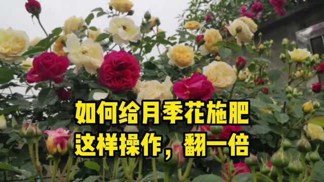 如何给月季花施肥,这样操作,花量翻一倍