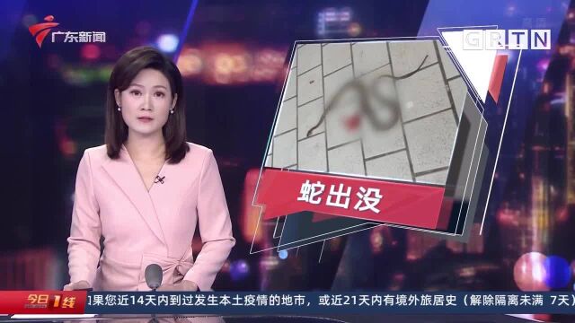 广州 灰鼠蛇强闯中学校园 被家长当场“杖毙”