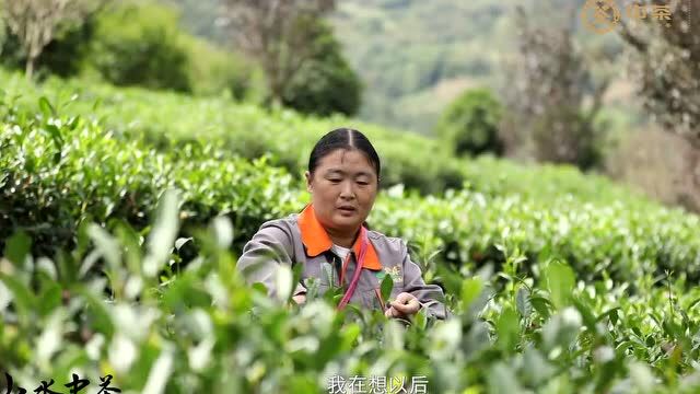 山水中茶 中国印象ⷮŠ紫阳