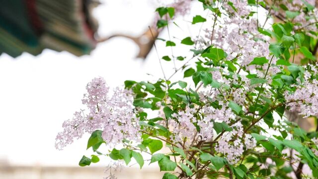 最美人间四月天 法源寺丁香花如期绽放