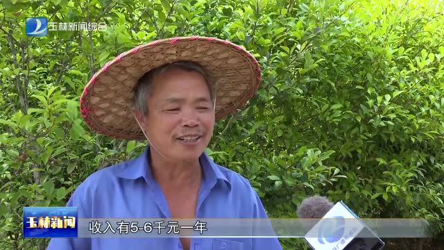 容县县底镇:油茶产业遍地开花 绿水青山造就金山银山