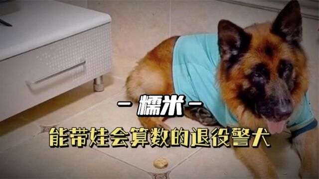 糯米:退役警犬成全职保姆,会算数能带娃,全网粉丝超千万!