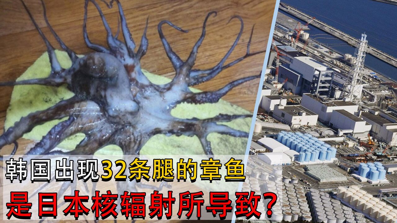 韩国出现"变异章鱼,全身长满32条腿,是日本核污水导致的?