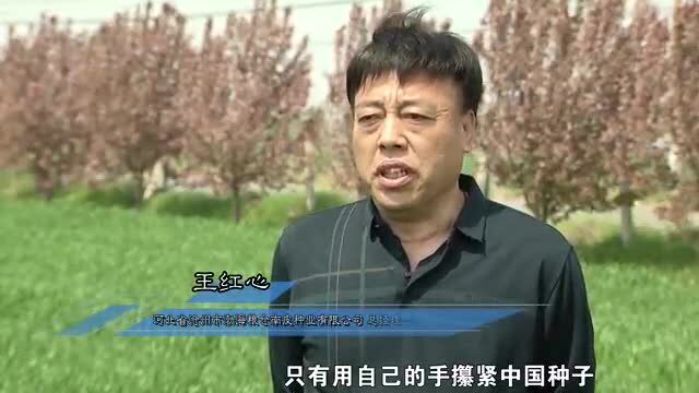 南皮融媒 | 河北南皮:培育良种“芯” 守护粮食安全