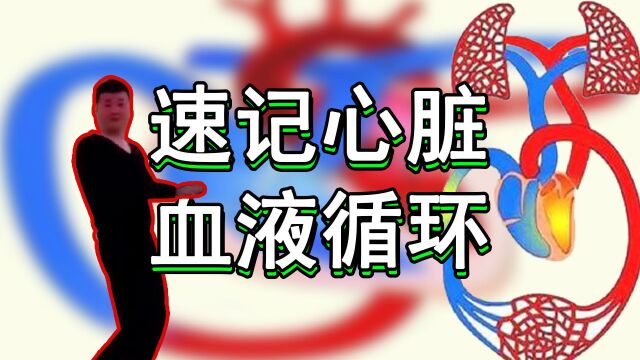 【速记七下生物】心脏血液循环怎么记?教你300%提升记忆