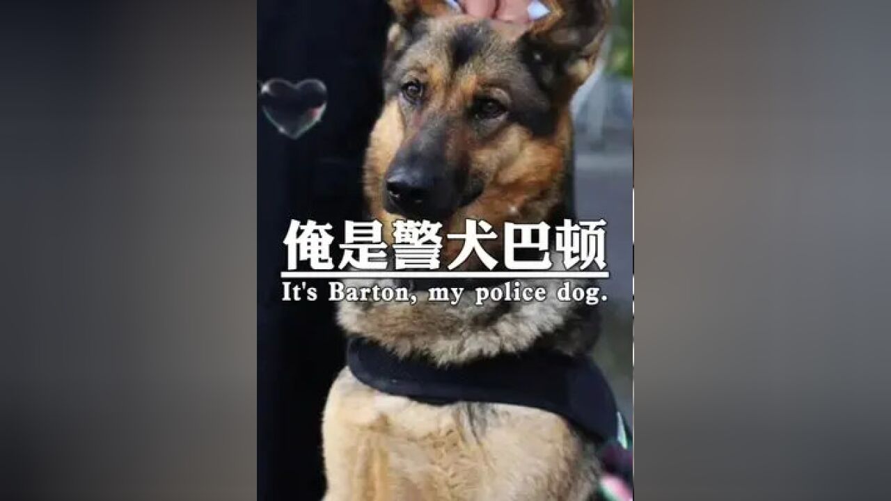 哼你们终于刷到俺了,俺是警犬巴顿,有人说俺三条腿走路太难看