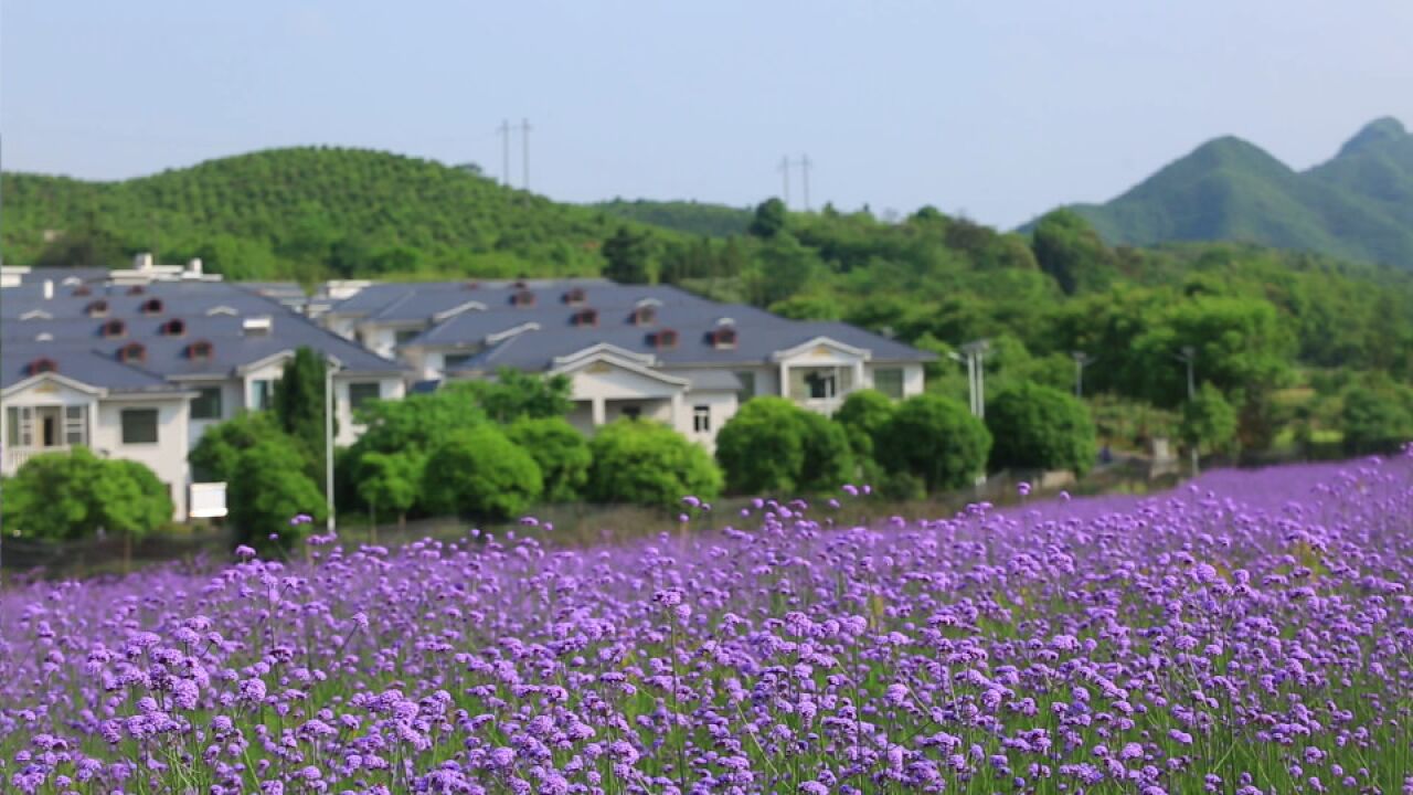 桂阳:马鞭草花海绽放 送你满屏紫色浪漫