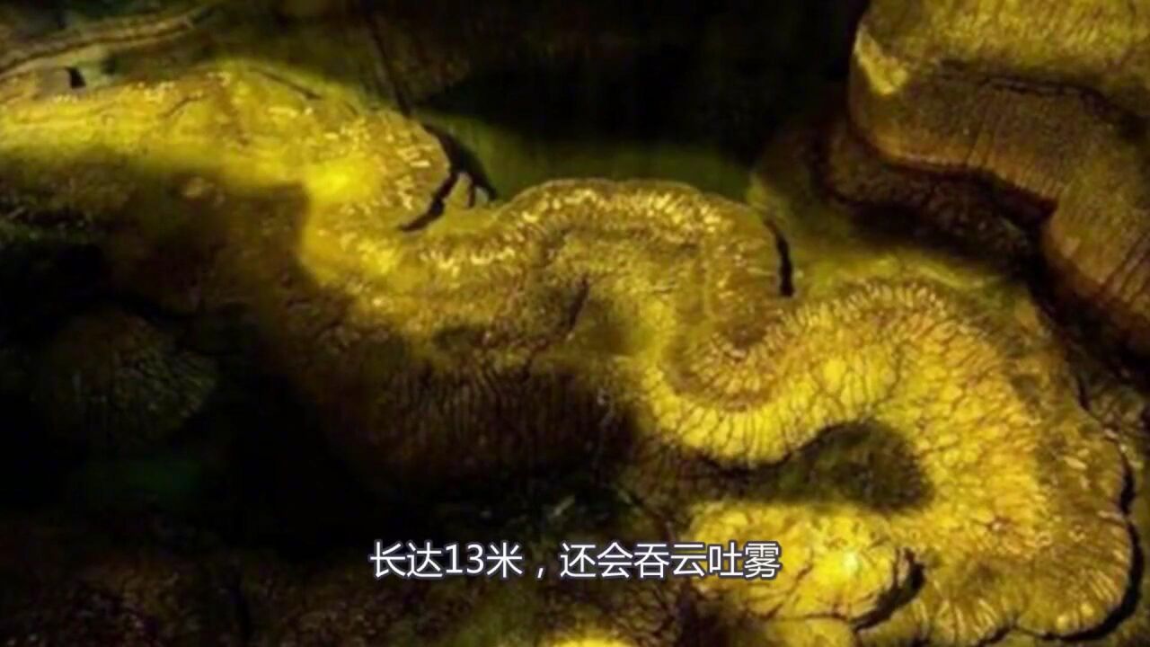 湖南一山洞发现"真龙,已存在上千年,长达13米,还会吞云吐雾