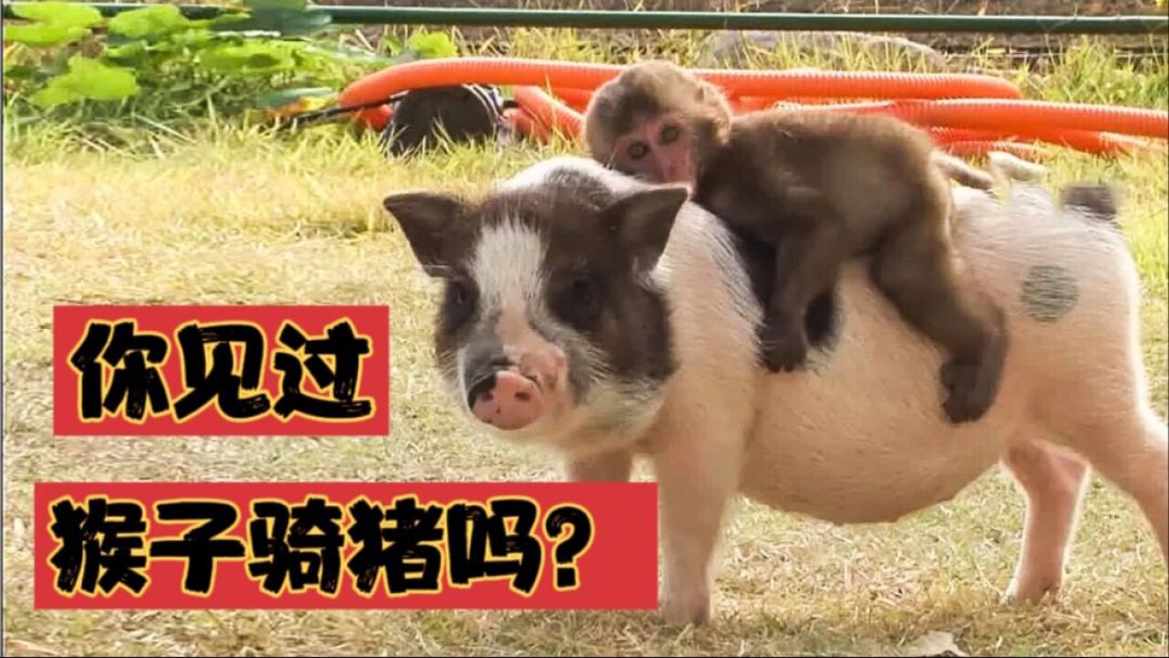 你见过猴子骑猪吗?小猪成了猴子的坐骑,一骑骑一天