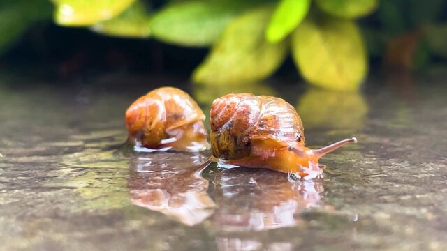 自然夏季雨后蜗牛爬行实拍