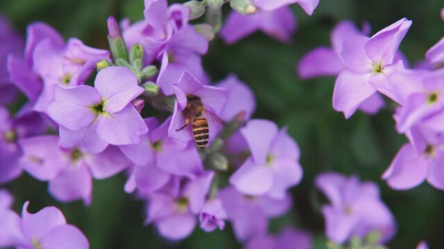 蜜蜂采蜜 蜜蜂 (1)