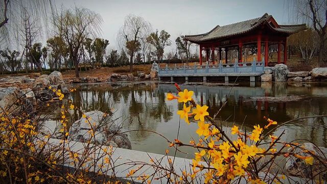 春天的美景:迎春花儿开在中国古风建筑庭院