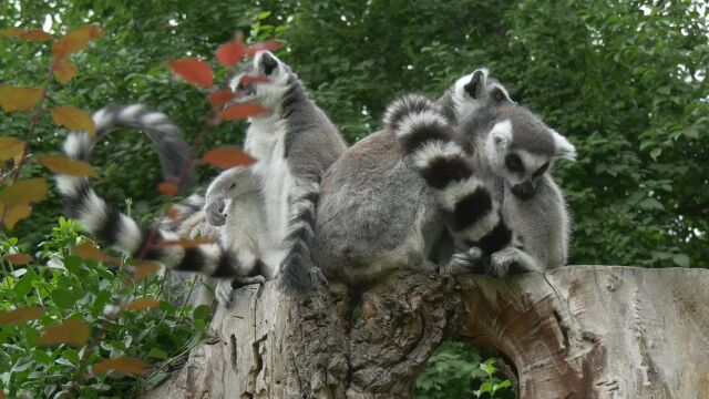 野生动物长尾猴