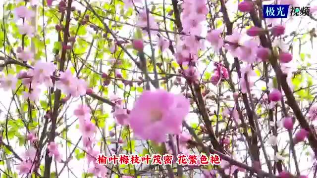 花香满龙江丨绥化市榆叶梅绽放 多姿多彩