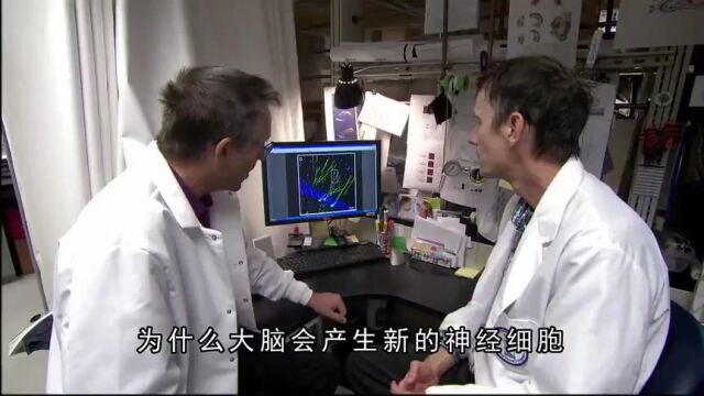 间歇性断食避谷可以发现新生脑细胞 