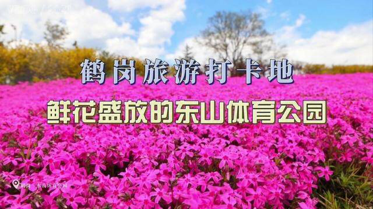 鹤岗旅游打卡地,鲜花盛放的东山体育公园