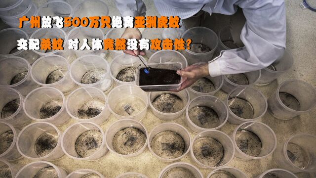 广州放飞500万只绝育亚洲虎蚊,交配杀蚊,对人体竟然没有攻击性?