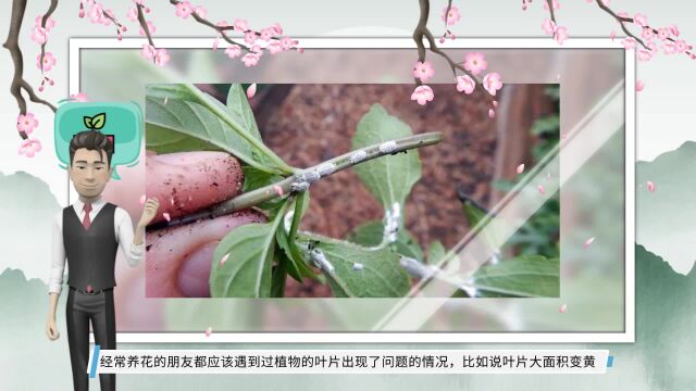 养花7种“病害”,对植物危害大,园艺师教你,如何科学处理