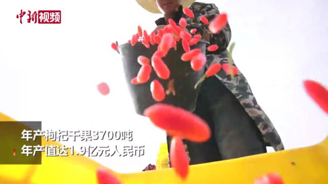 宁夏红寺堡头茬枸杞进入采摘季