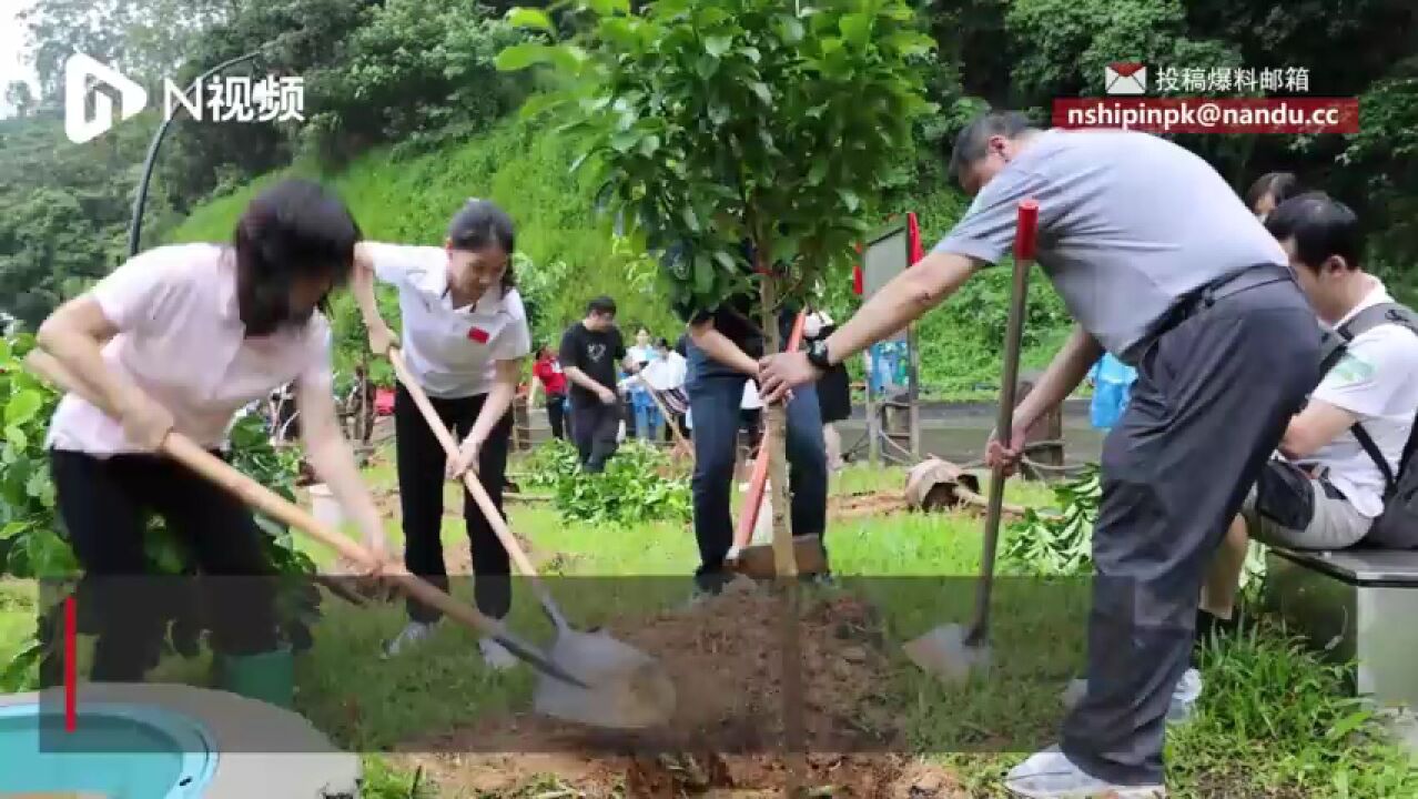 奥运冠军易思玲发起植树造林倡议,携网友共建绿美广东