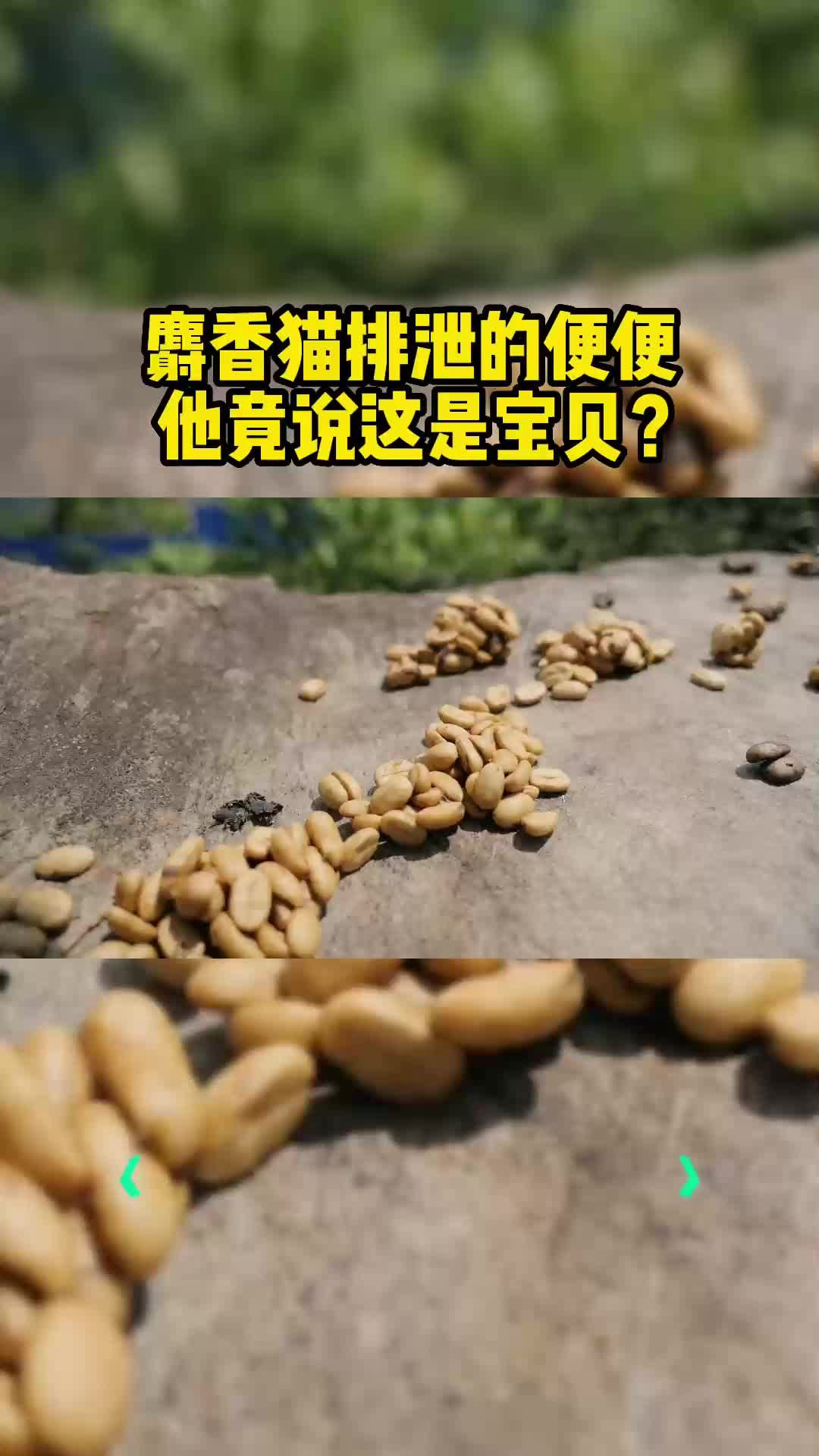 麝香猫排泄的便便,他竟说这是宝贝?