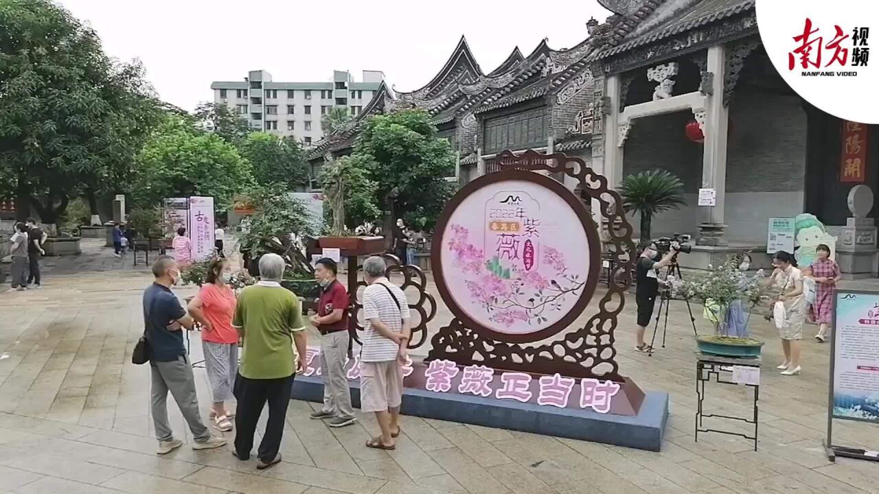 盛夏满庭芳,紫薇正当时,2022年番禺紫薇文化旅游节开幕