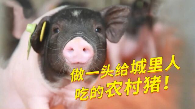 陈生谈壹号土猪市场定位和布局:做一头给城里人吃的农村猪!