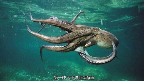 深海最恐怖的七大生物，深海鱼龙屈居第四，第一被称为“海怪”！1