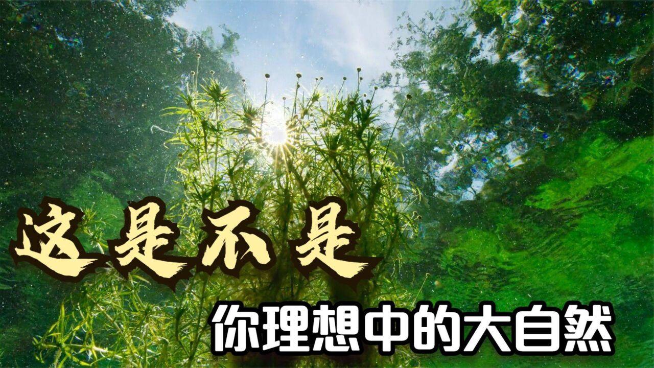 这里鲜有人踏足,美景如画,是不是你理想中的大自然呢?