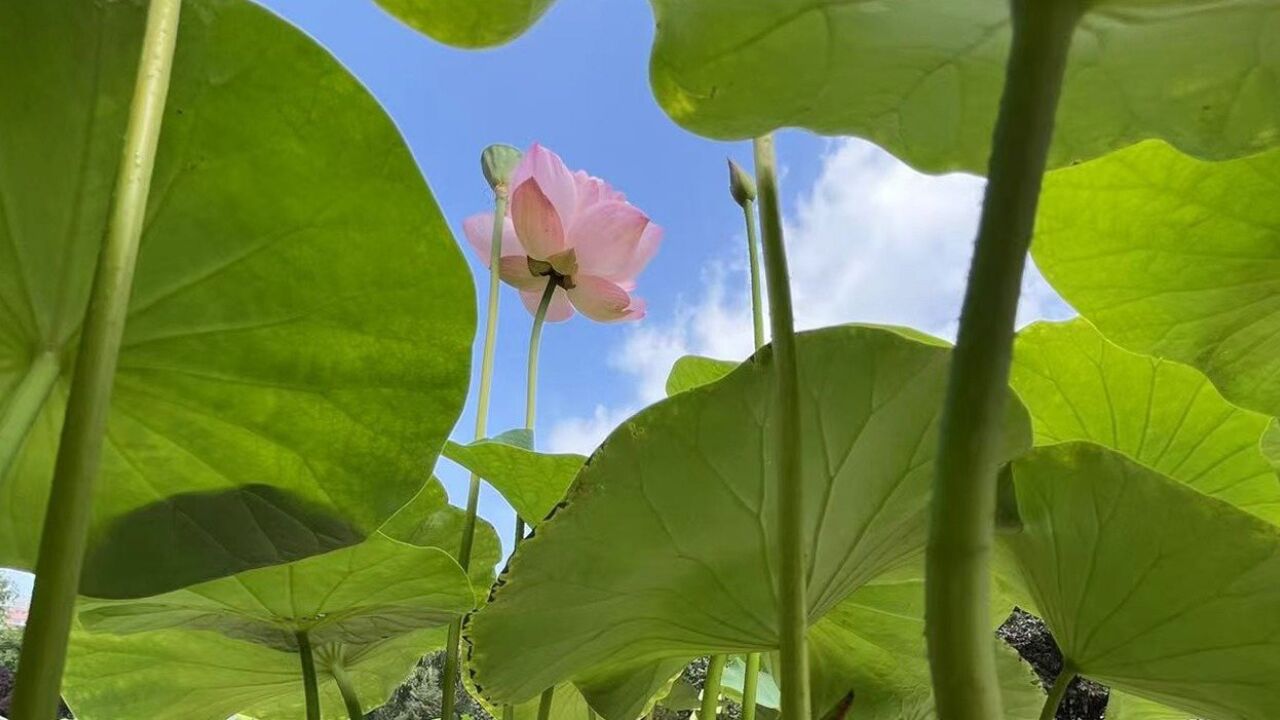 二十四节气|夏至赏莲,“变异版”莲花你见过吗