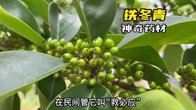 山里的这种植物,民间管它叫“救必应”,作用厉害了,学名铁冬青