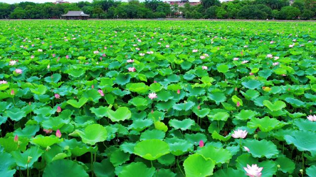 东莞市桥头镇的莲湖公园荷花灿烂的盛开,犹如仙境一般……