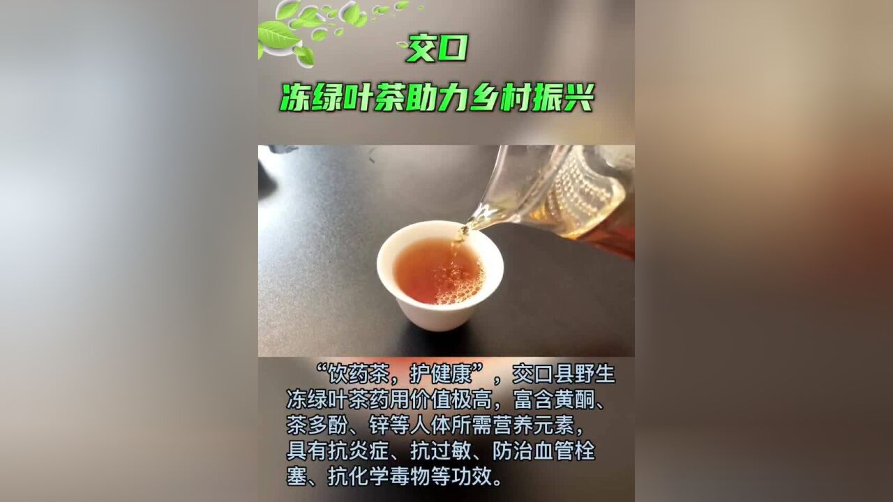 交口县西交子村!冻绿叶茶产业助力乡村振兴!